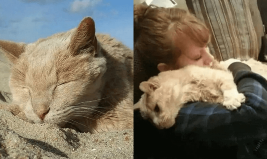 21-Year Old Cat Finally Finds Love And Fun On His Last Days After Being Abandoned