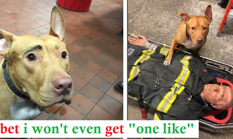 Deserted pit bull now lives her greatest life with the firefighters who rescued discovered her in a snowstorm