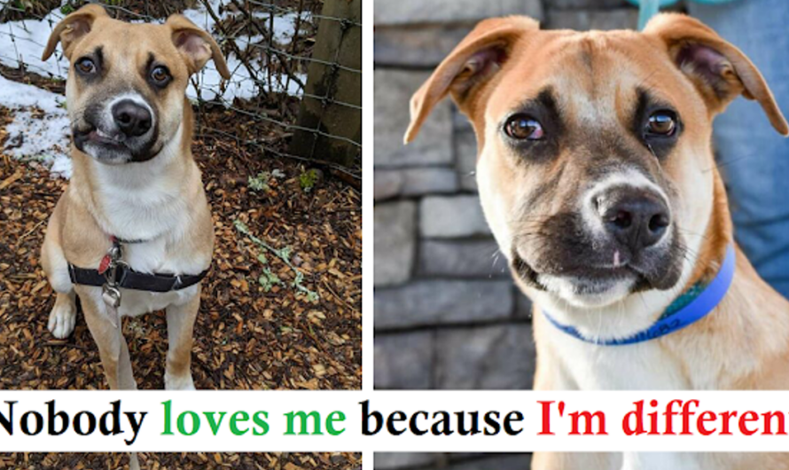 Canine with Crooked Smile On the lookout for a New Perpetually Residence After Being Returned to Shelter