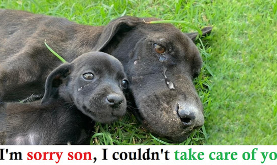 She Cried a Lot Because Exhausted, Unable to Take Care of Her Puppies.