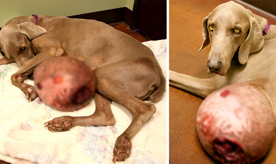 Weimaraner with Gigantic 12-pound Tumor Saved By Rescue