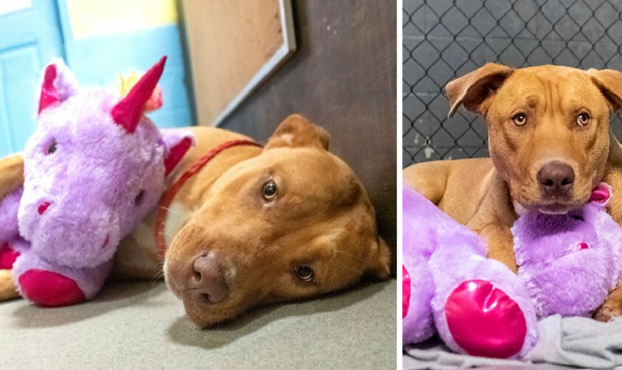 A Stray Dog Who Kept Trying To Steal A Purple Unicorn From A Store Gets A Toy And A Forever Home