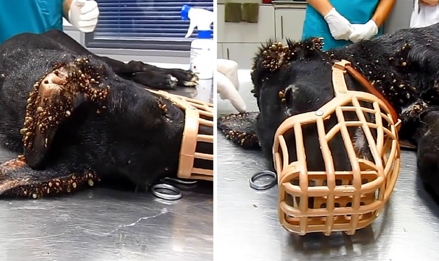 Stray Pup Covered In Thousands Of Ticks And Wire Embedded In Her Tail Shows Her True Strength