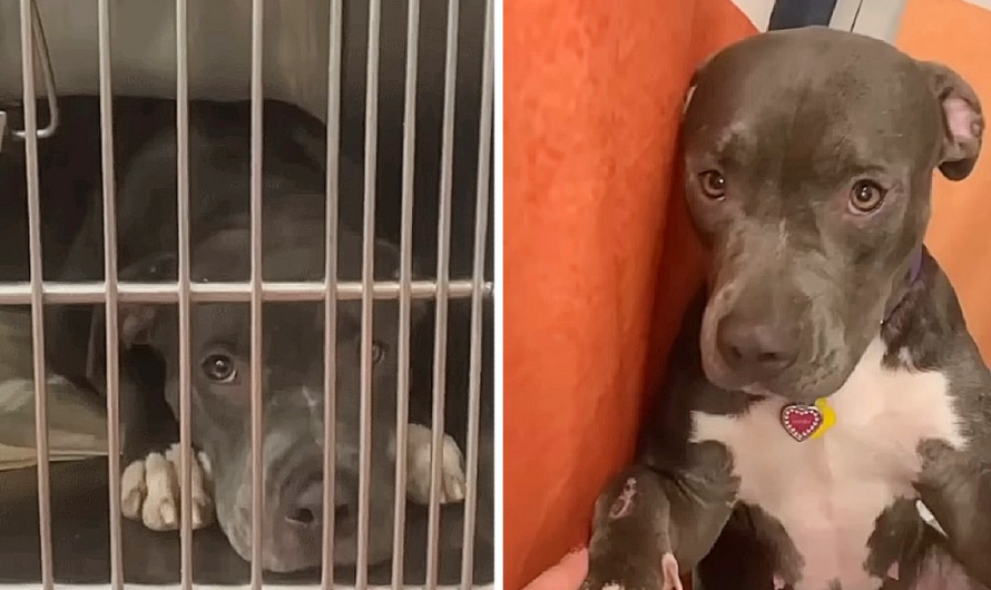 Mama dog was sad and lonely in shelter. Someone gave her a new life.