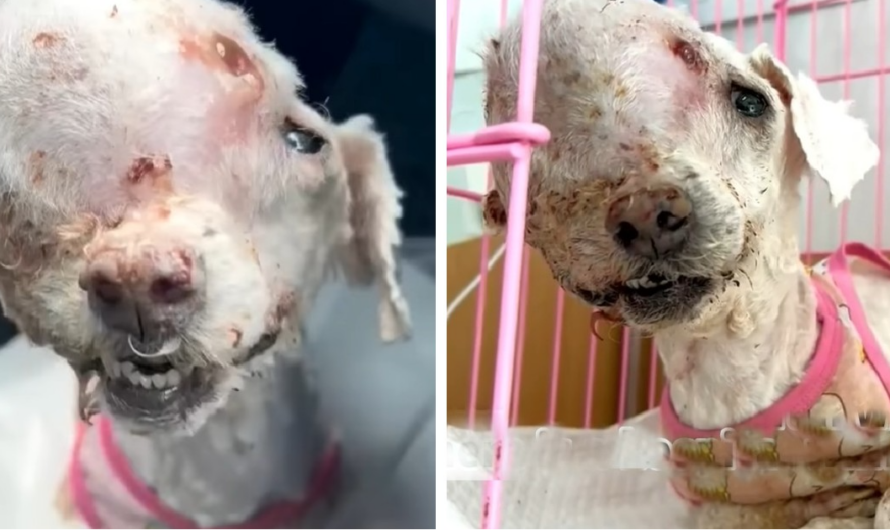 Heartbreaking as it is, a dog with a huge tumor on her head was abandoned on the streets, but three consecutive hospitals have refused treatment