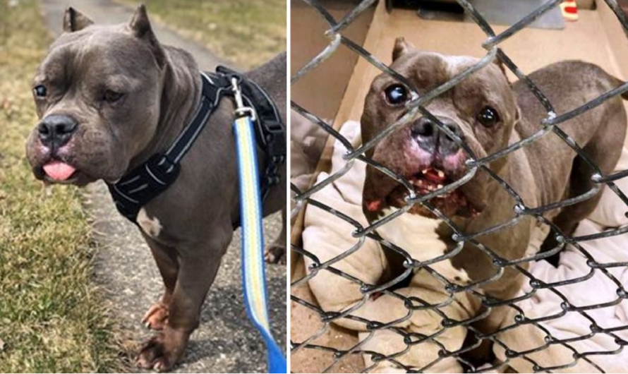 Everyone Laughs At This Shelter Dog Because He Looks Like A “Hippopotamus” Yet He Is Trying To Satisfy Someone