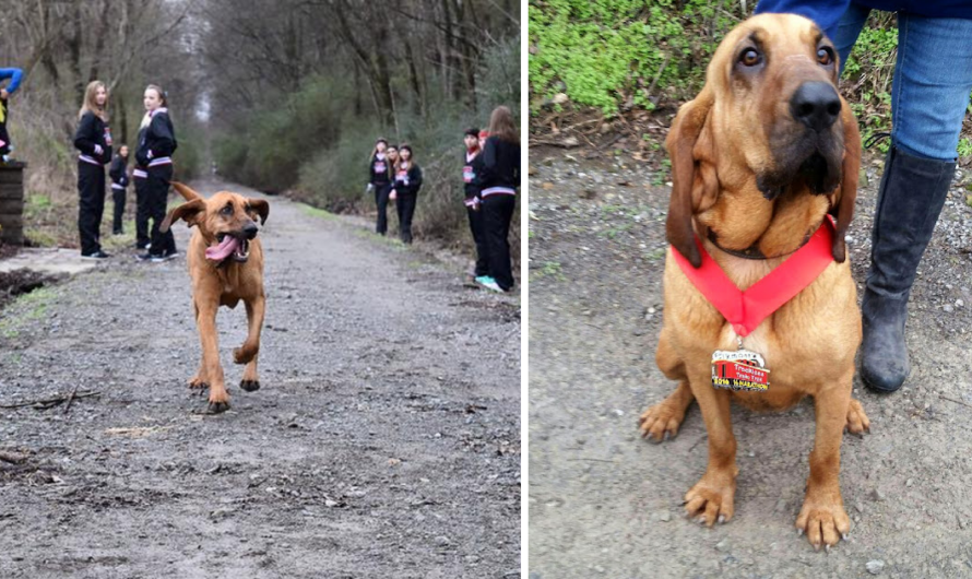 Dog Runs Half Marathon By Mistake After being Let Out To Potty, Finishes 7th