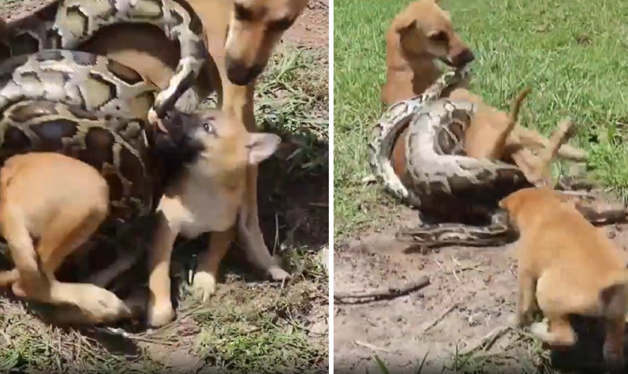 Brave Puppy Screams for Help and Fights to Save Mother Dog from Giant Python Attack