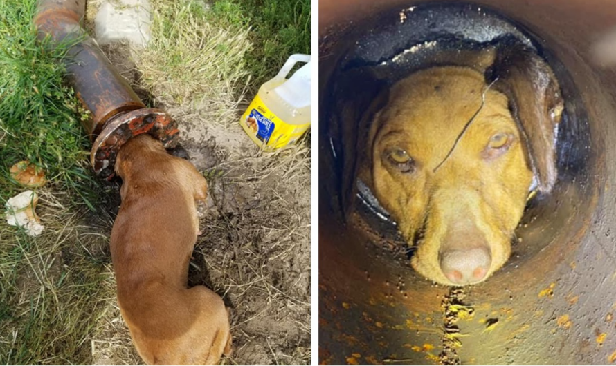 A helpless puppy had been trapped in a tube for five hours, Firefighters were forced tocut it