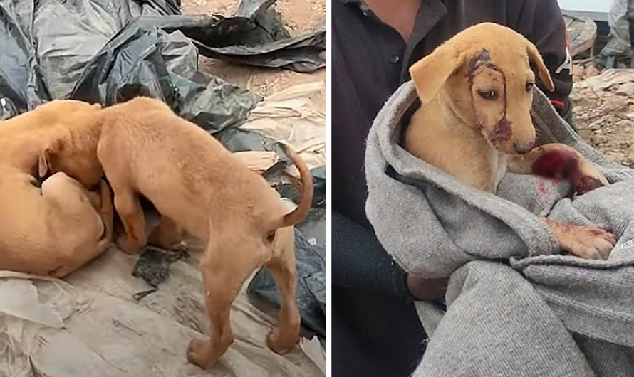 Little Puppy Nudged His Head Near Motionless Brother Wanting Him To Play