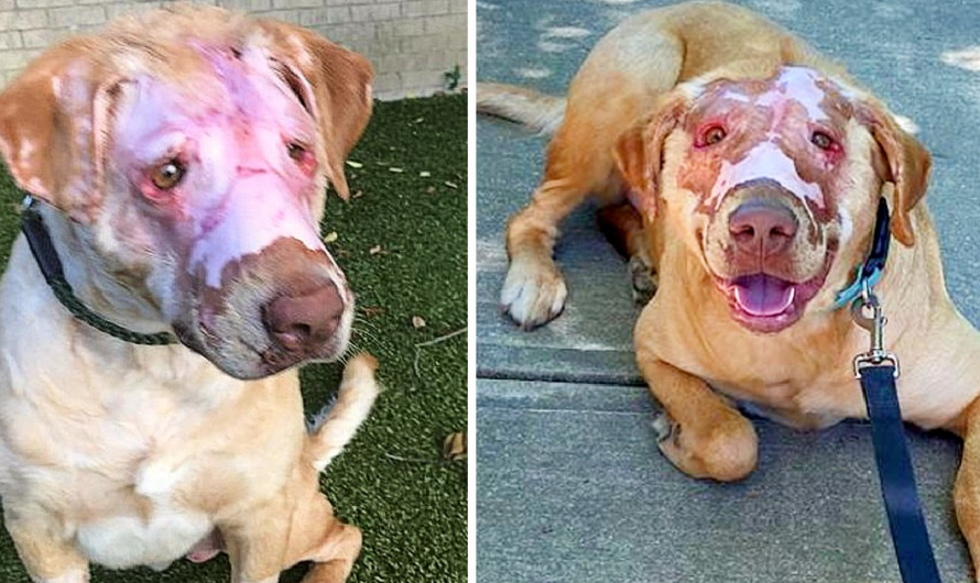 Buddy the Dog is “Totally Healed” One Year After Getting Badly Burnt by a Kid