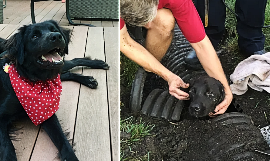 “Never lose hope”: Lost pup miraculously rescued from drainage pipe.