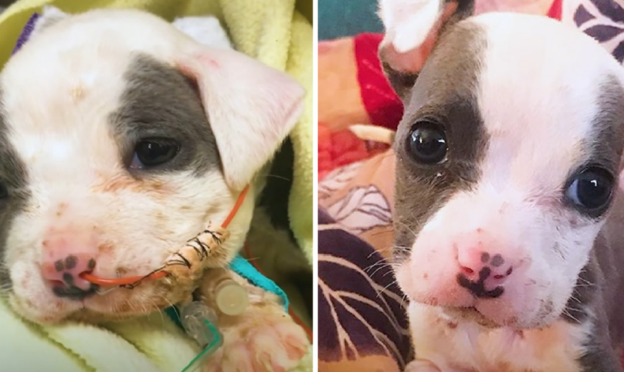 Tiny Puppy Rescued From A Construction Site Grows Up To Be So Handsome