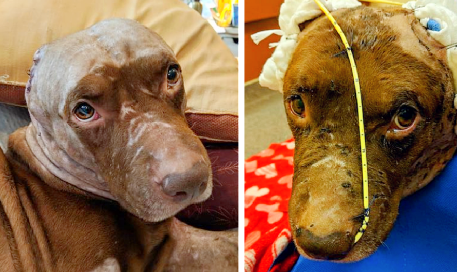 Dog Who Had His Ears Ripped Off Just Wants to Cuddle and Find a Forever Home