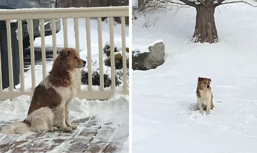 Thrown From Car, He Ran After His Master Til His Legs Gave Out & He Collapsed