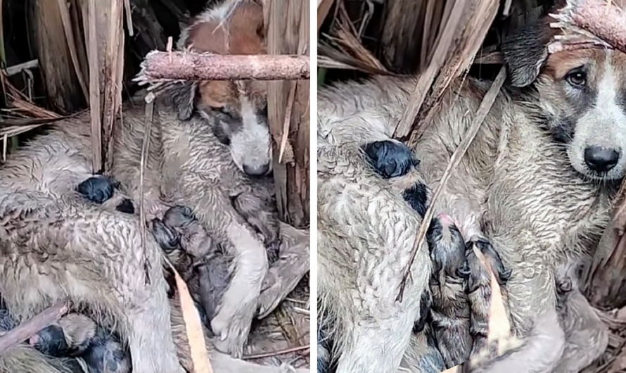 Mamma Dog is fighting With all Her Strength to Keep Her Babies Alive And No One Helps Her