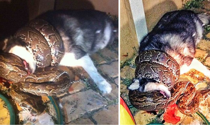 The unlucky canine drifted into a deep slumber, only to be caught in the python’s clutches, leaving him breathless. The unforeseen turn in this story adds to its gripping intrigue