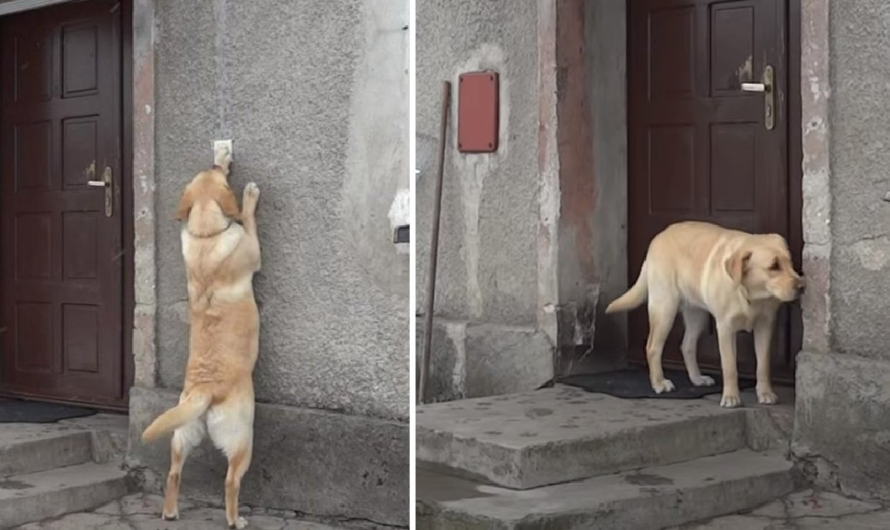 The dog that lost his family after 9 months found his way back home, trying to knock on the door in the hope that everyone could accept it