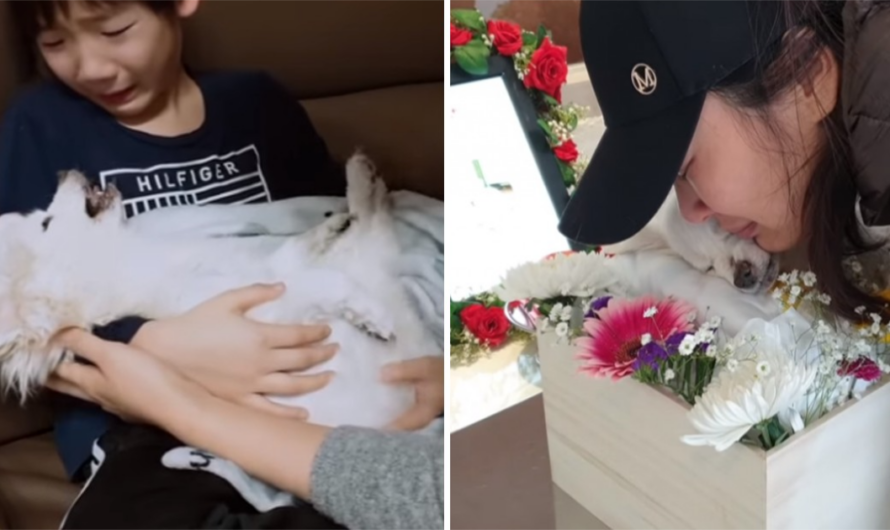 “We will reunite in the next life” – A 16-year-old dog spent its final hours with its family before taking its last breath