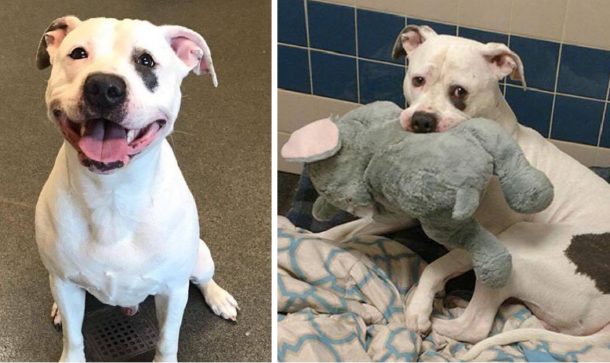 Sad Shelter Dog Whose Only Friend Was This Elephant Toy Learns That He And His Toy Are Getting New Home