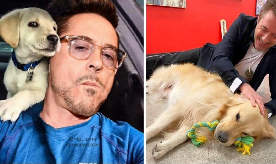 Ironman Actor Robert Downey Confesses that Lately, He Can’t Live without His Rescued Animals