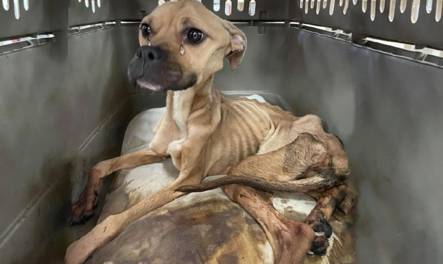 She was neglected for a long time without food so she only skins and bones and unable to stand