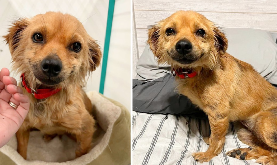 Rescued Pregnant Stray Dog Can’t Stop Smiling After Surviving Hoarding Situation