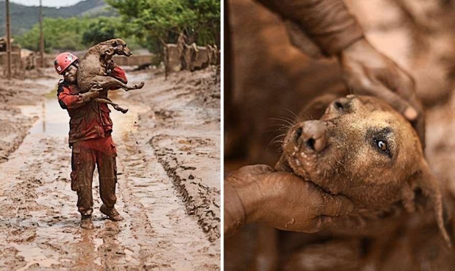 In a pulse-pounding narrative, a dog becomes trapped in quicksand, setting the stage for a courageous operation to rescue the helpless animal.