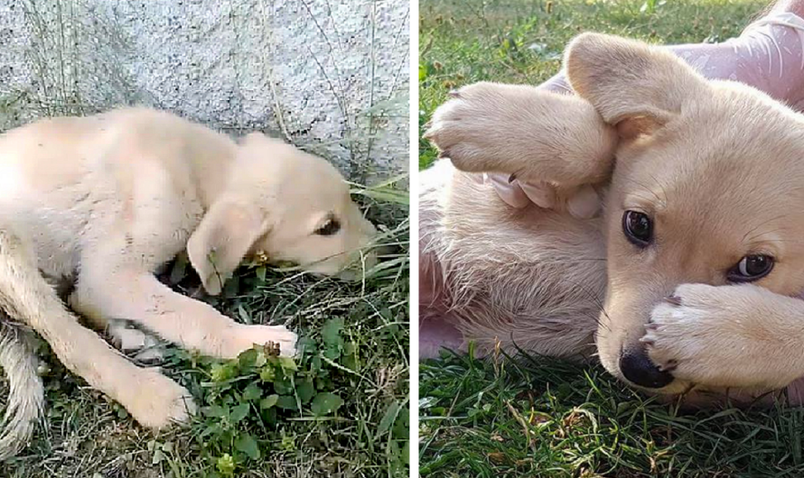 He Scared And Tried To Dragging On The Grass So Fast To Hide From People, 15 Days He Laid There And No One Help!