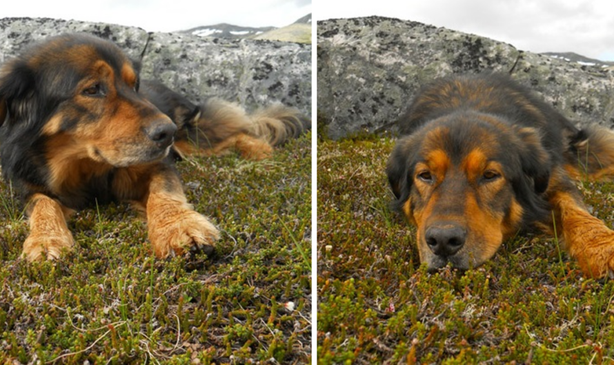 16-Year-Old Dog Laid It On The Line For The Ones He Loved Most In Life