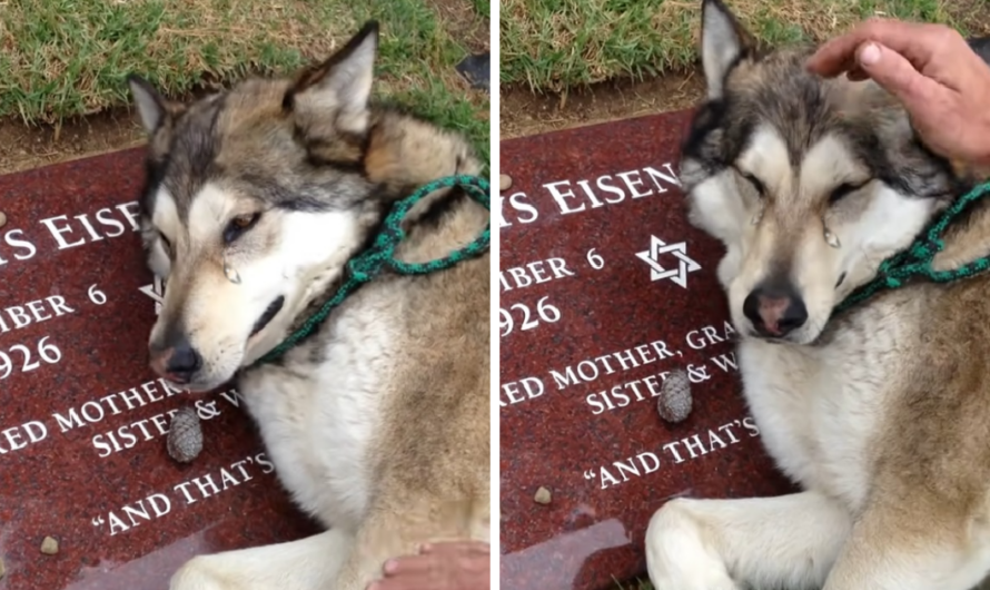 Broken Hearted Husky Can Not Stop Sobbing On The Tombstone Of His Owner