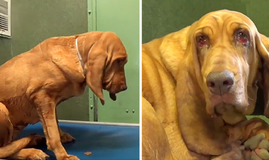 They Dumped Her Because They Didn’t Have Time For Her, Bloodhound Feels Let Down And Depressed At Overcrowded Shelter