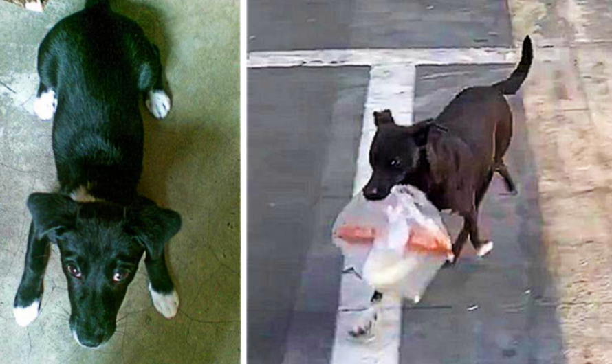 This Dog has been going to the store every day for the past ten years to buy breakfast for his adoring Grandmother