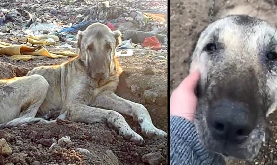 Sick Dog Tossed In Landfill For Being “Useless”, Buried In Trash & Waits To Die