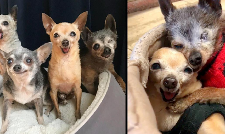 They Were Put On Kill-list After Nobody Wanted Them, The 4 Elderly And Toothless Chihuahuas Finally Are Adopted All Together