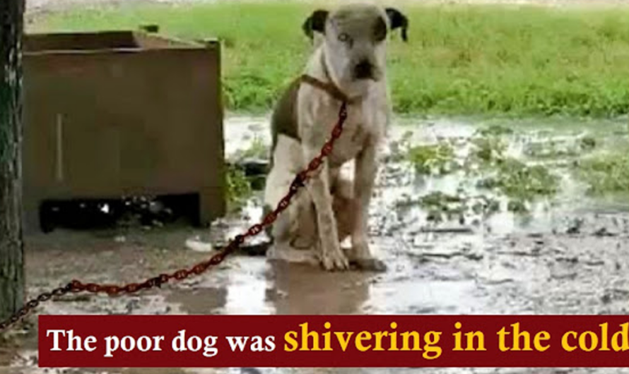 Chained Dog That’s Slighted By Owner & Couldn’t Lie Down, Only Wants 1 Thing