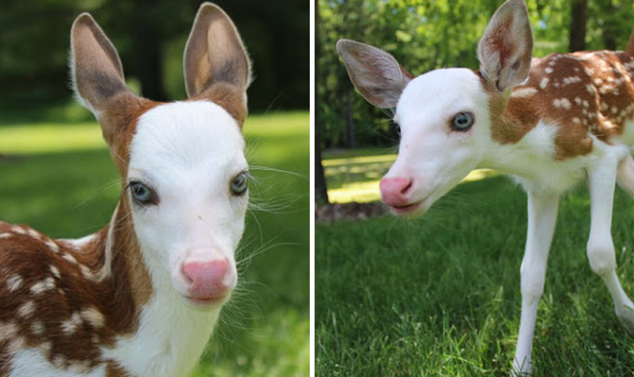 World Rarest White-Faced Fawn, Rejected By Mother, Finds New Life