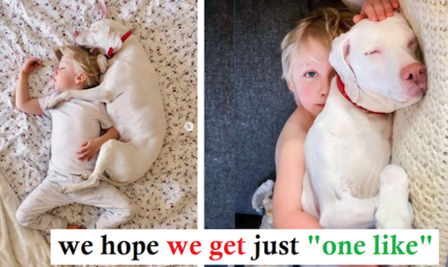 Frightened rescue dog finds comfort in her 11-month-old loyal friend