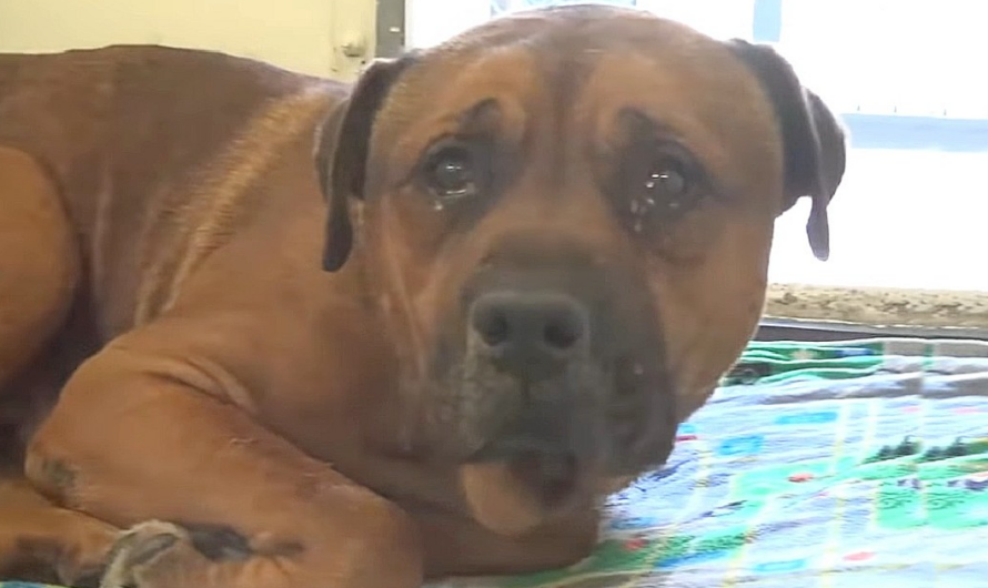 Heartbroken dog can’t stop crying after realizing he’s been abandoned and separated from his brother