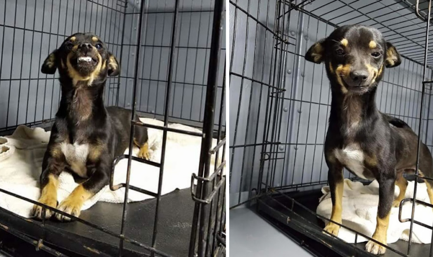 Rescue Dog Surprises Staffers With The Cutest Smile In The World