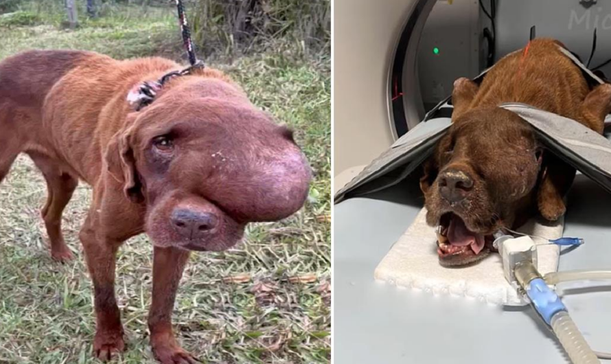 A heartbreaking sight unfolds as an unfortunate dog grapples with a massive tumor, suffering in agony, collapsed, and desperately crying out for help