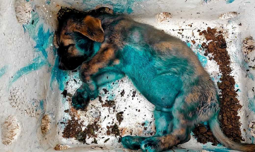 Thrown Away and Rescued: The Heartfelt Journey of a Sick Puppy’s Survival