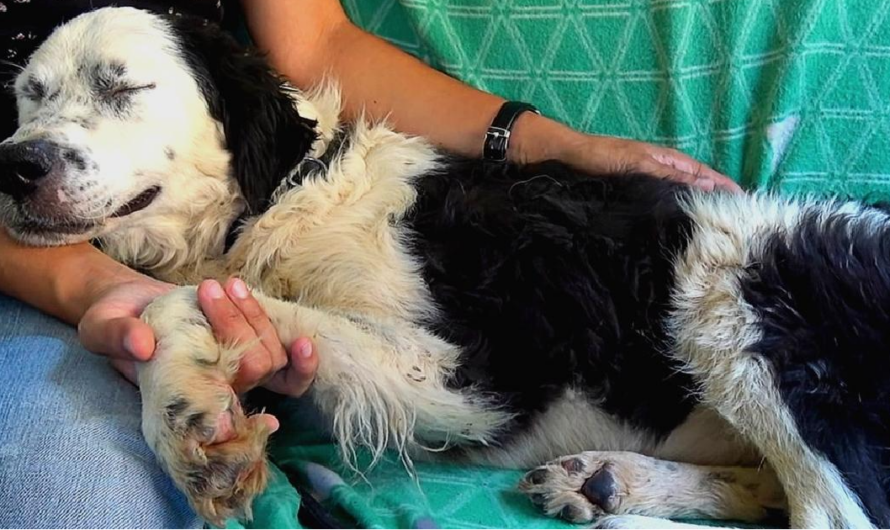 Dog falls asleep on rescuer’s lap as soon as she realises she has been saved