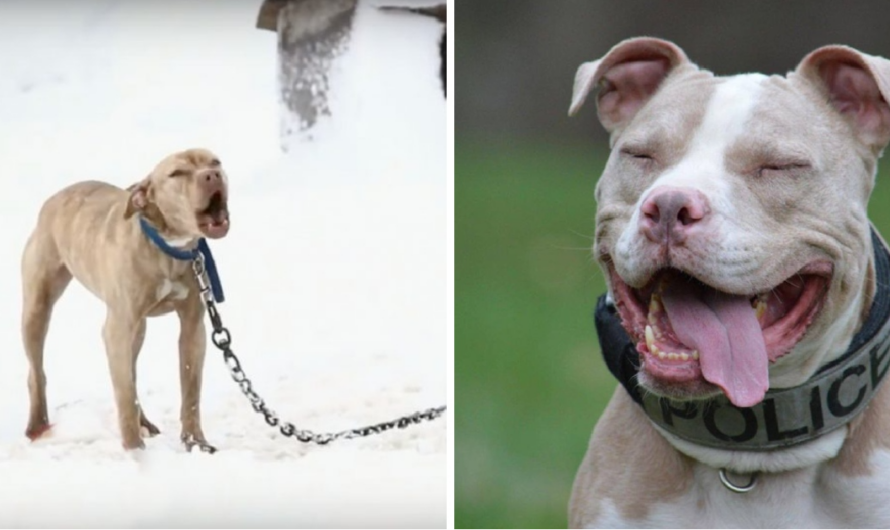 Pit Bull Chained Up In Snow Cried For Help And A Police Officer Gave Her The Chance Of A Lifetime