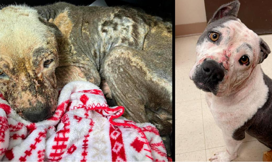 Abandoned, Malnourished Pit Bull Now On The Road To Recovery Thanks To Rescuers.