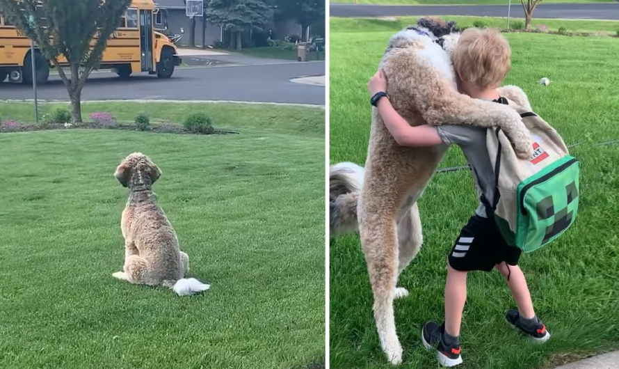 The School Bus Pulls Up, And The Dog Waits With Hugs Locked And Loaded