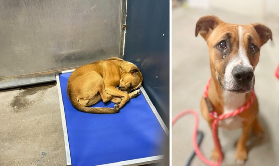 Sad Boxer puppy has spent nearly half her life curled up on her cot at shelter