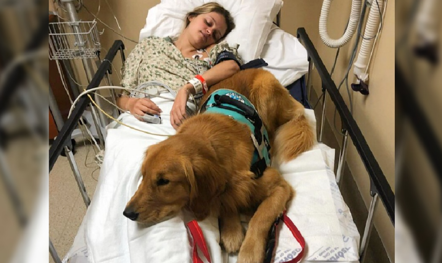 The dog remains faithfully by his “mother’s” side, diligently caring for her until she recovers, a testament to their profound bond and abundant love