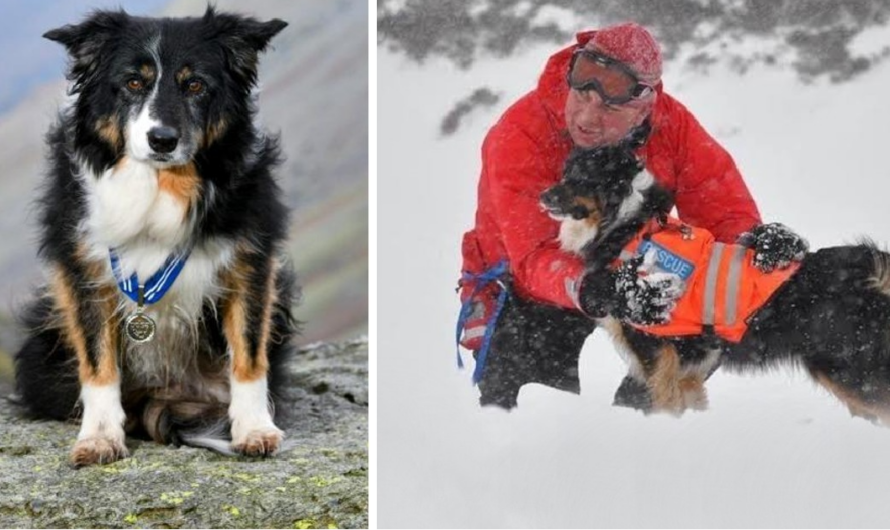 Mountain dog receives an award for more than 200 rescues in 11 years of service