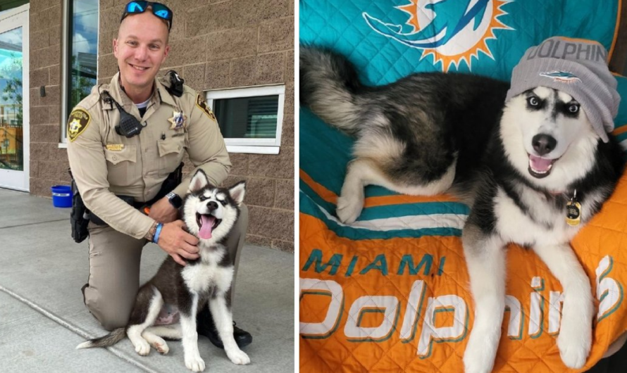 Husky rescued from 113-degree car now living her best life with new family